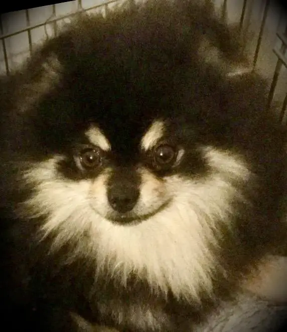 Queam’s Grace’s Battle Song