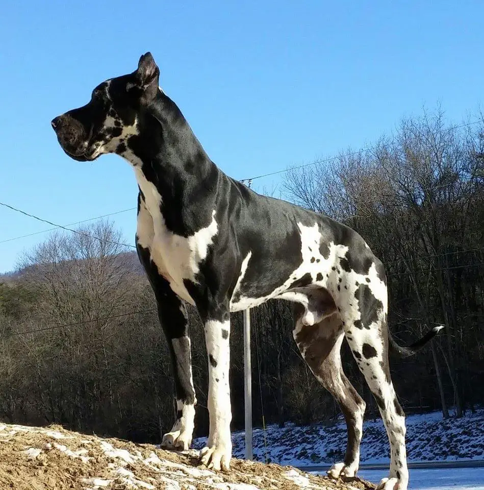 Painted Warrior Slobber Kiss Danes