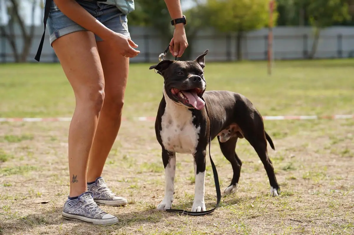 Immortal Soldiers Magister Max