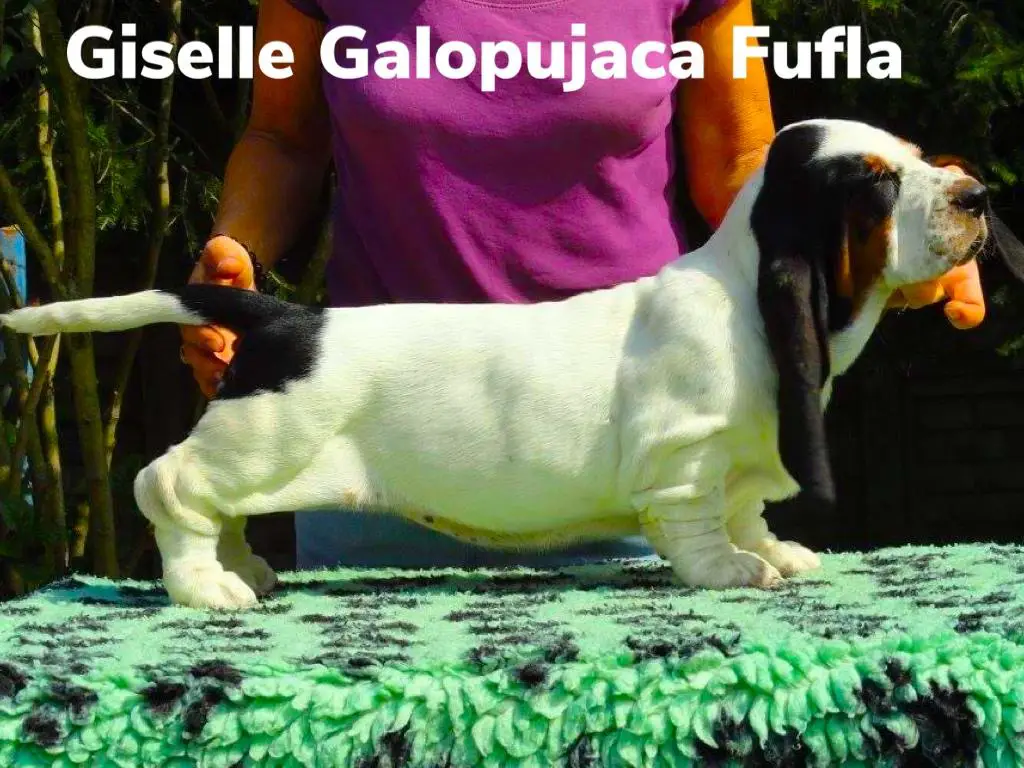 Giselle Galopujaca Fufla