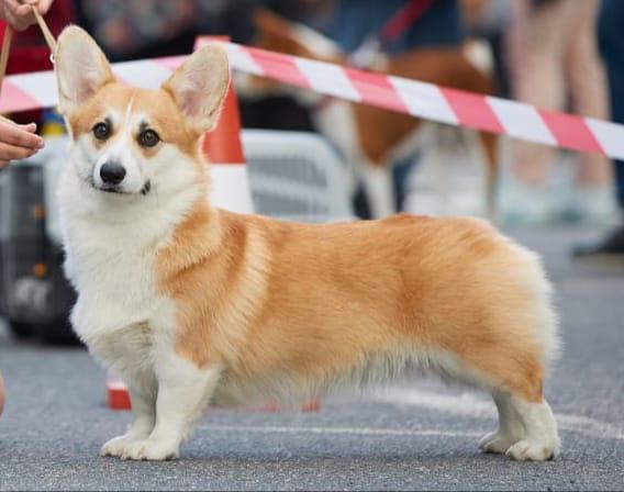 MISTYCOR OLIVIA KARA