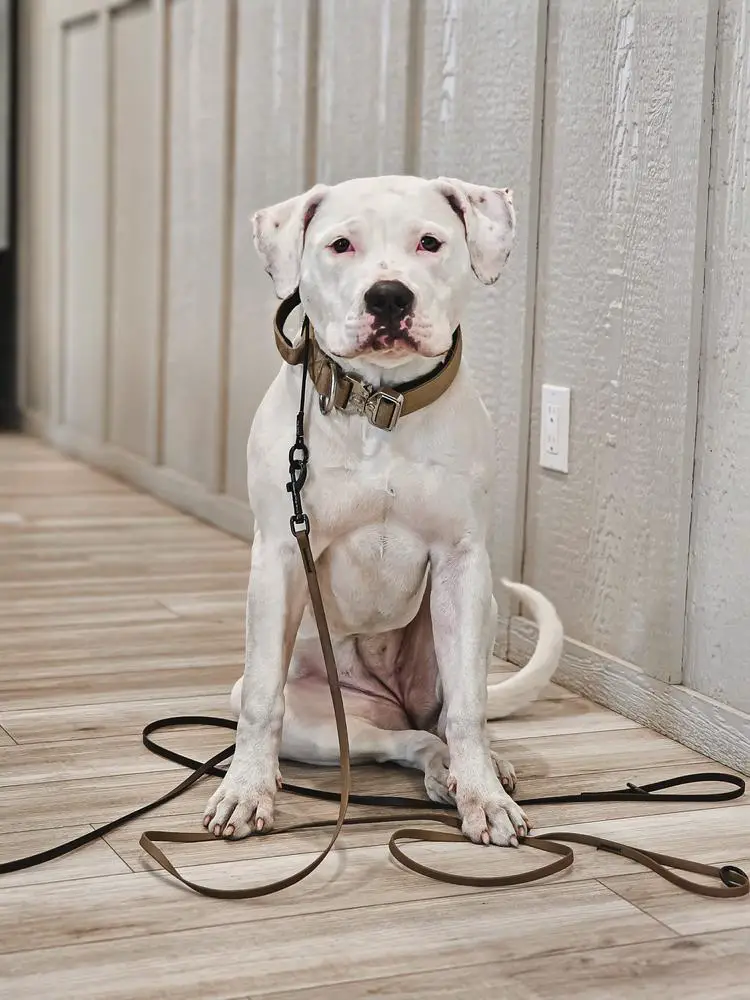 Roper Let The Monster Out