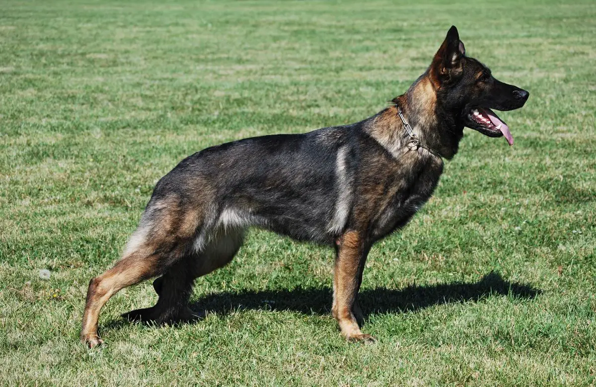 V A Little Star Lunic