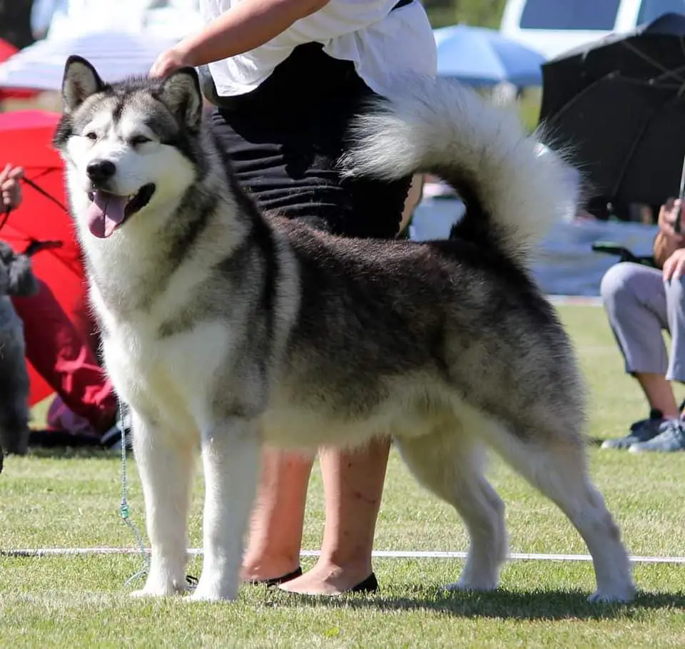 Icy Star's Just Like The Hurricane