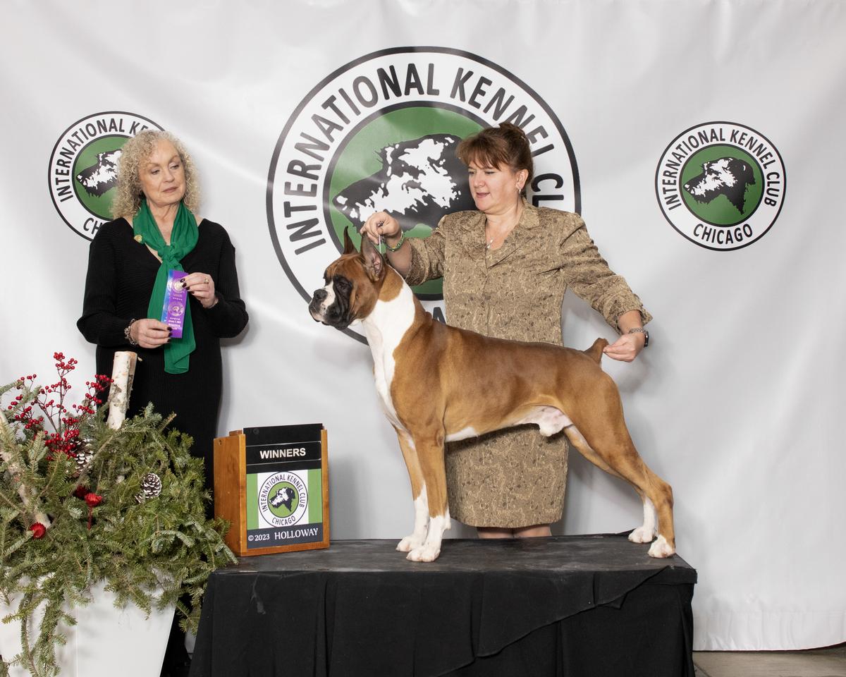 UKC EGCH, IntCH Schaible's Emmett Kelly