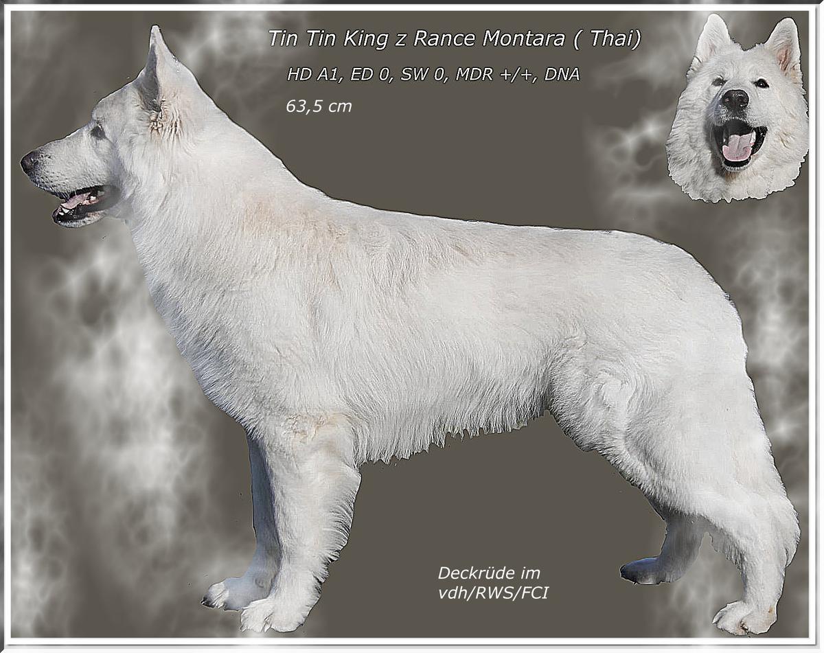 Tin Tin King z Rance Montara