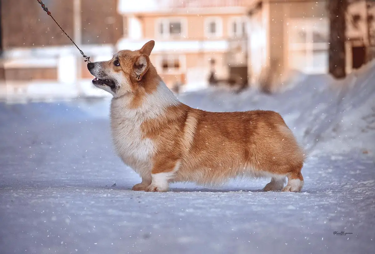 2-х J CH RKF, J CH RUSSIA,CH RUS , CH RKF Degree of love IZ KSARO-CHESTNAYA IGRA N/B