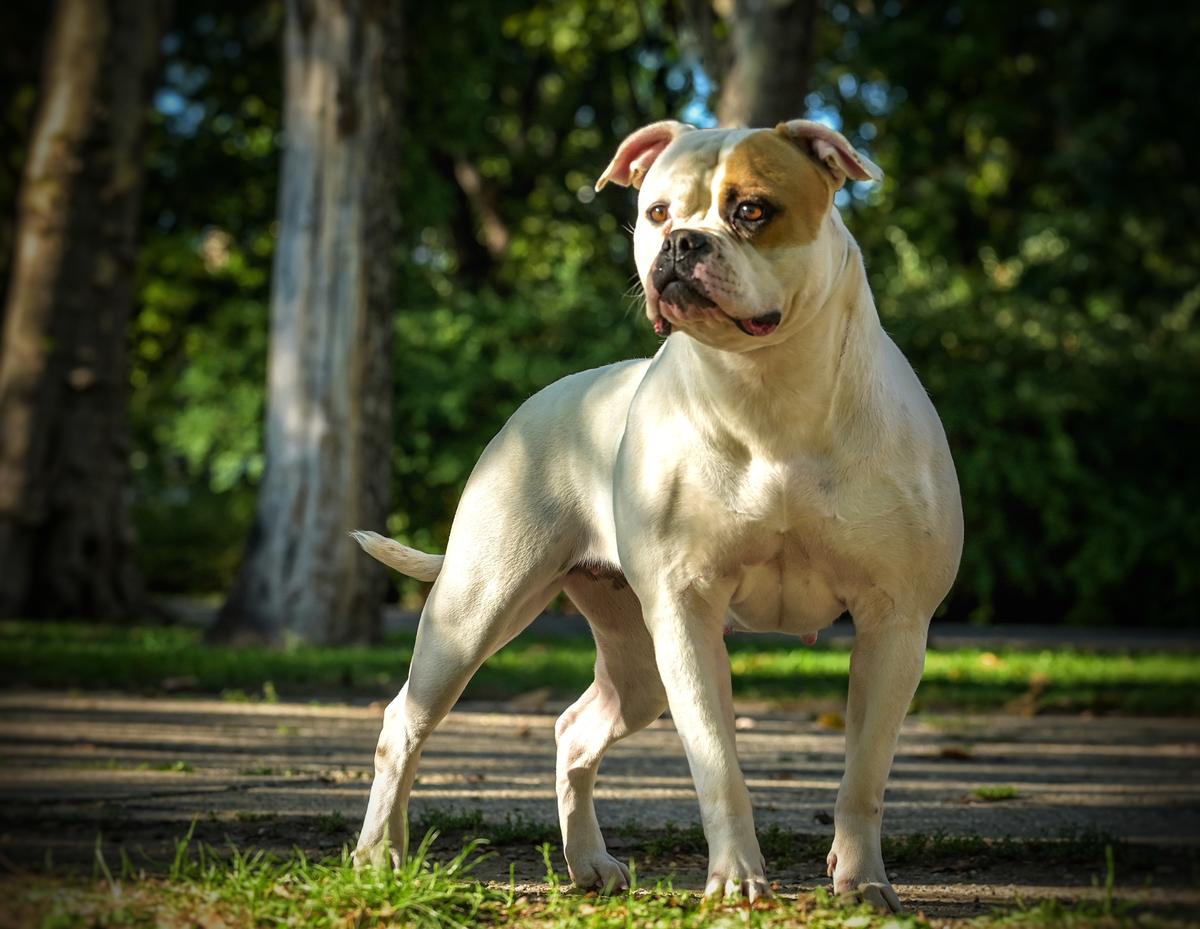HCH, HGrCH, HSCH, Salvus Bulls Mystic of Avalon's Pepper