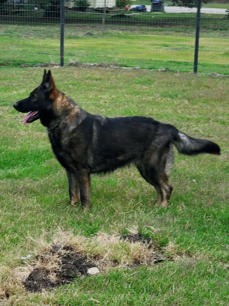 Angel vom polisis K9