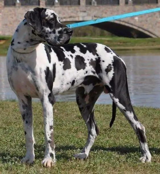 King's Guardian Althors Arseni Iz Luizador