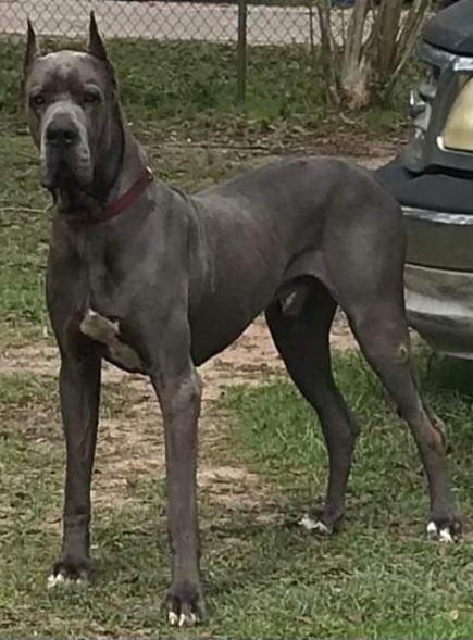 Knight Of Shining Armor "Lancelot"