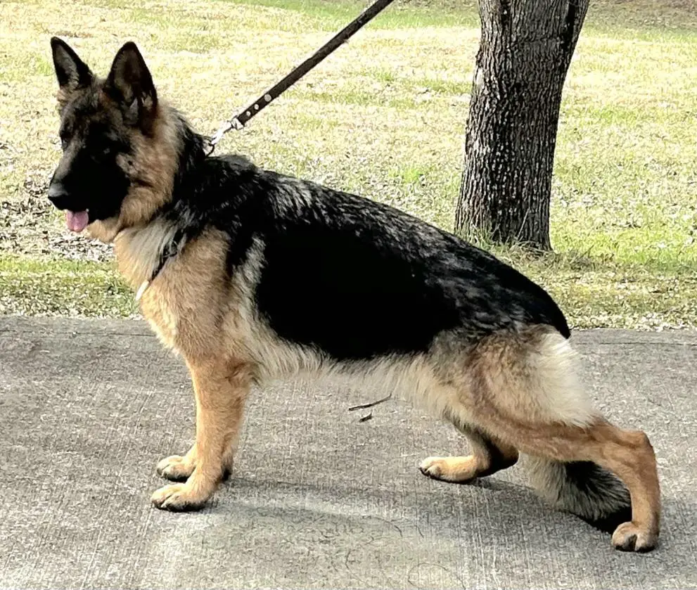 SG2 Diva Vom Haus Pharoah