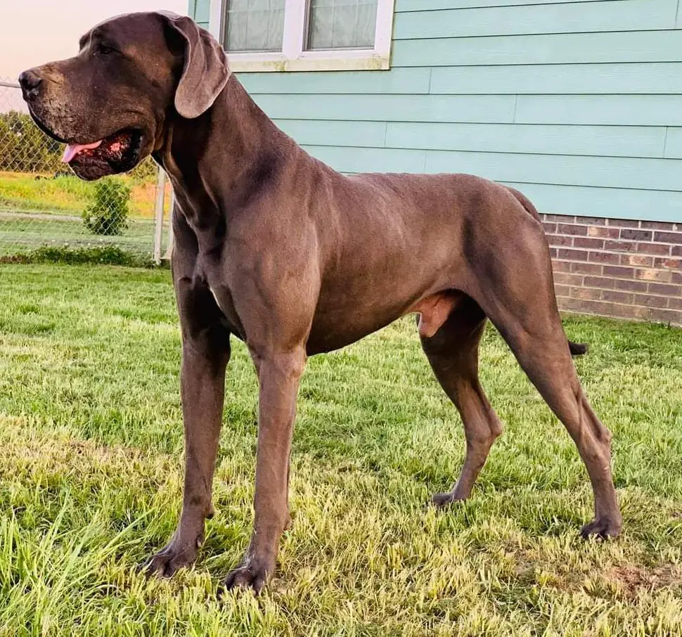 Country Acres Legend Tazz Douget