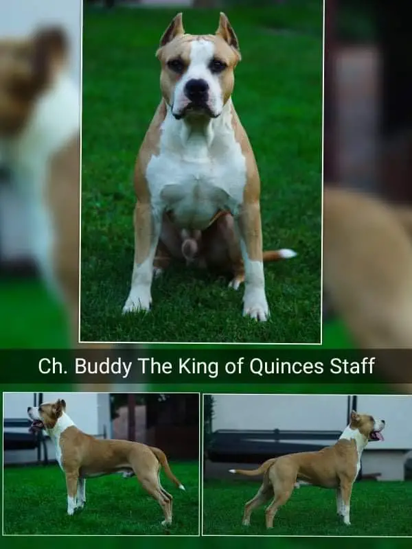CH Buddy The King of Quinces Staff