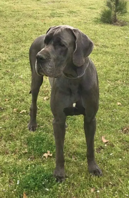 Heidle Dane's Angus Of Duke Danes