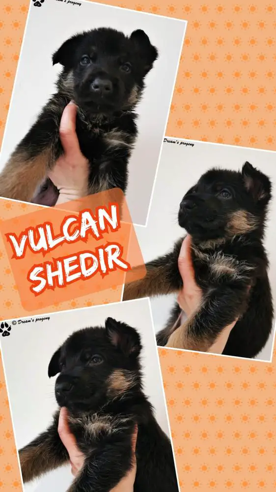 Vulcan Shedir
