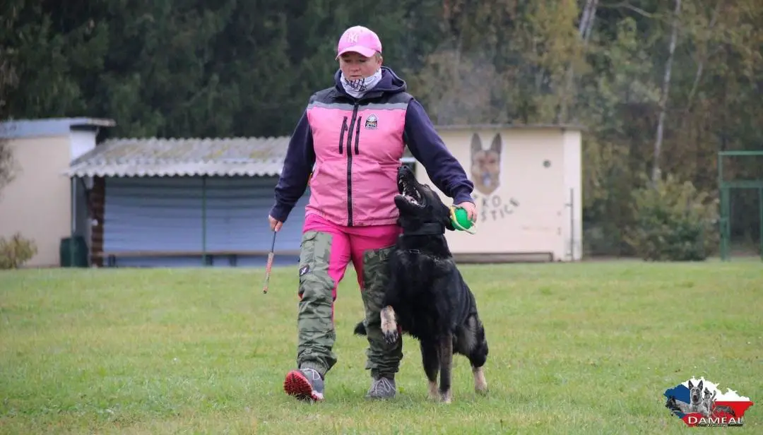 VD Flery Orrylordblack,  krycí pes