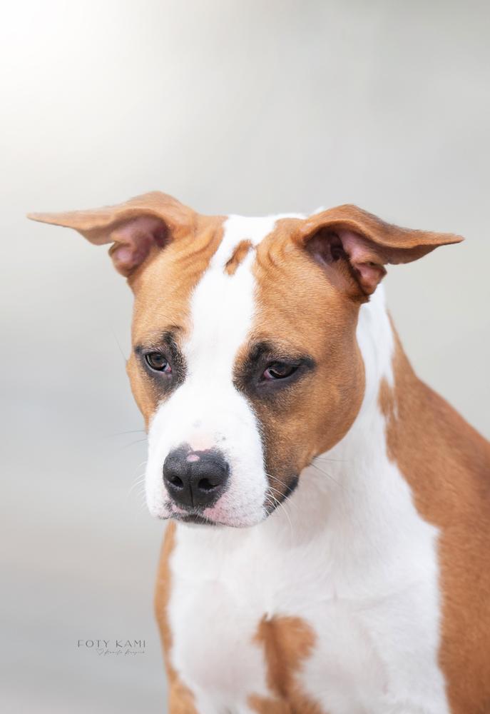 Chili Omen Staff FCI