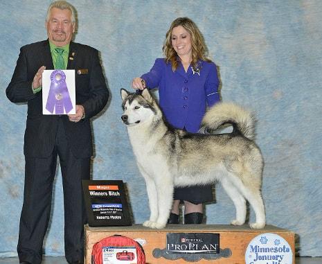AKC CH Kasaan N Terrapin's A Champagne Toast T' Fortune