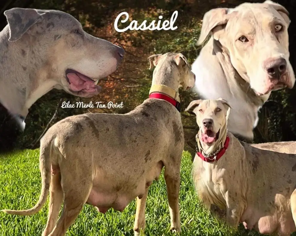 Sunflowers Cassiel Of Swampside GD'S