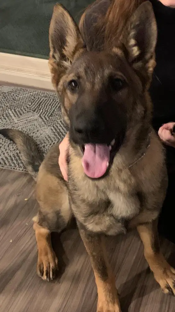 Wells de lupus saevus