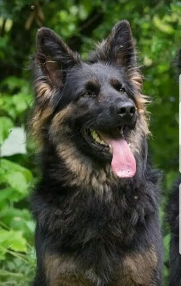 Felina vom Bernsteinauge