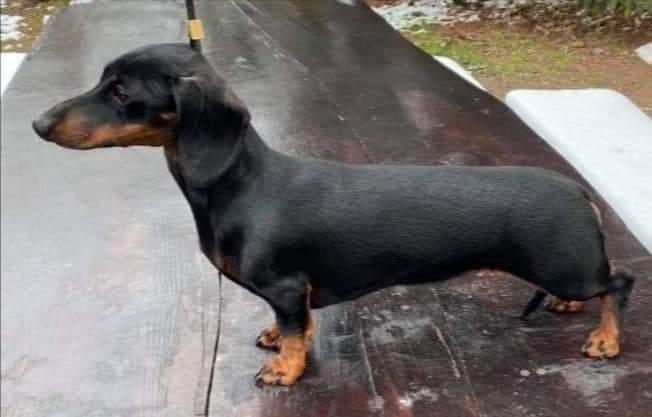 Xmas Angel The Voice of Forest