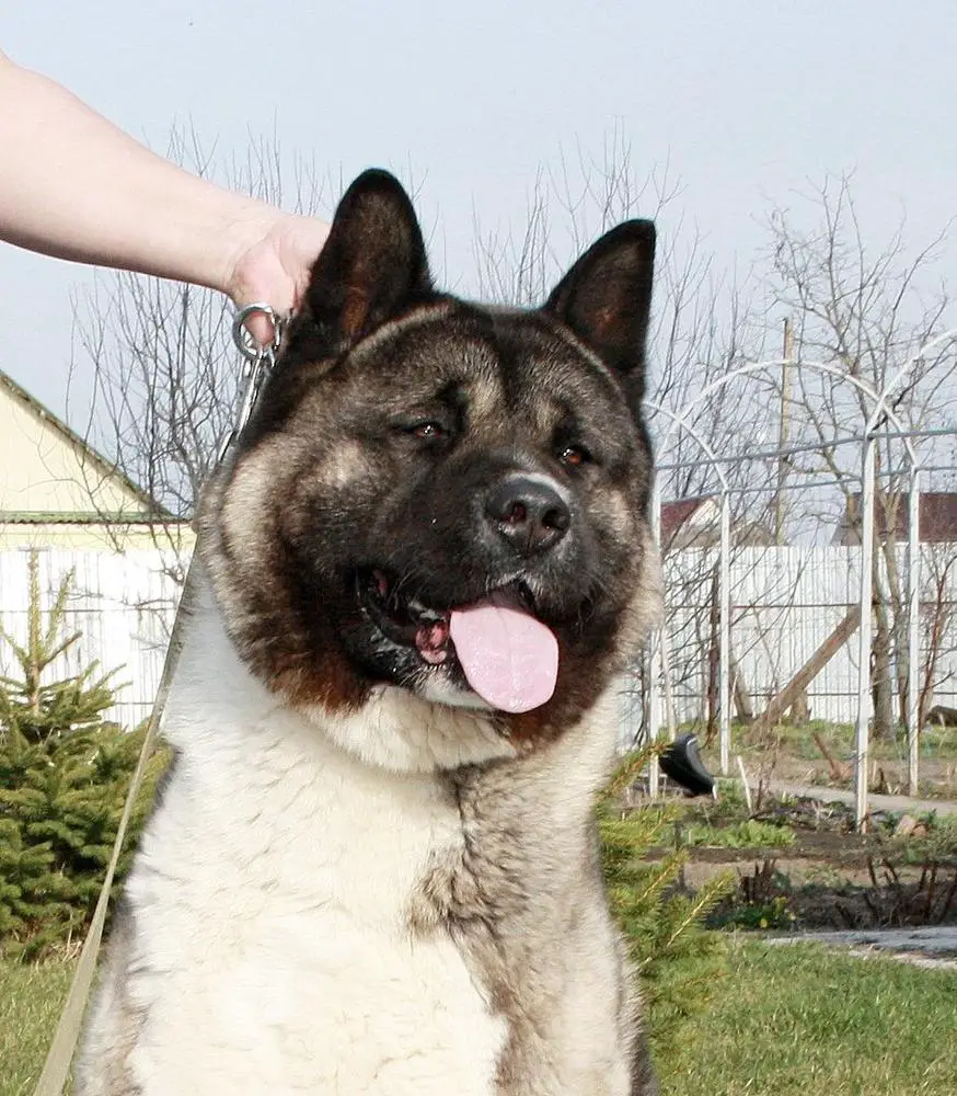 CH RFLS DOBRONRAV BUGI MAN