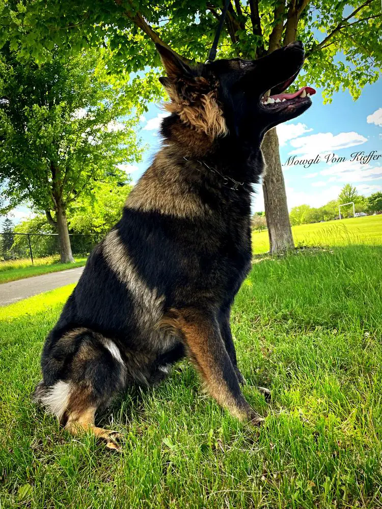 Int sg1 Mowgli Vom Kieffer