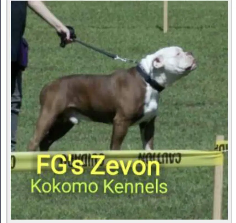 FG’s Zevon