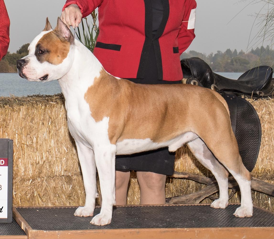 Grand Champion Bear Mountain Eternal Flame