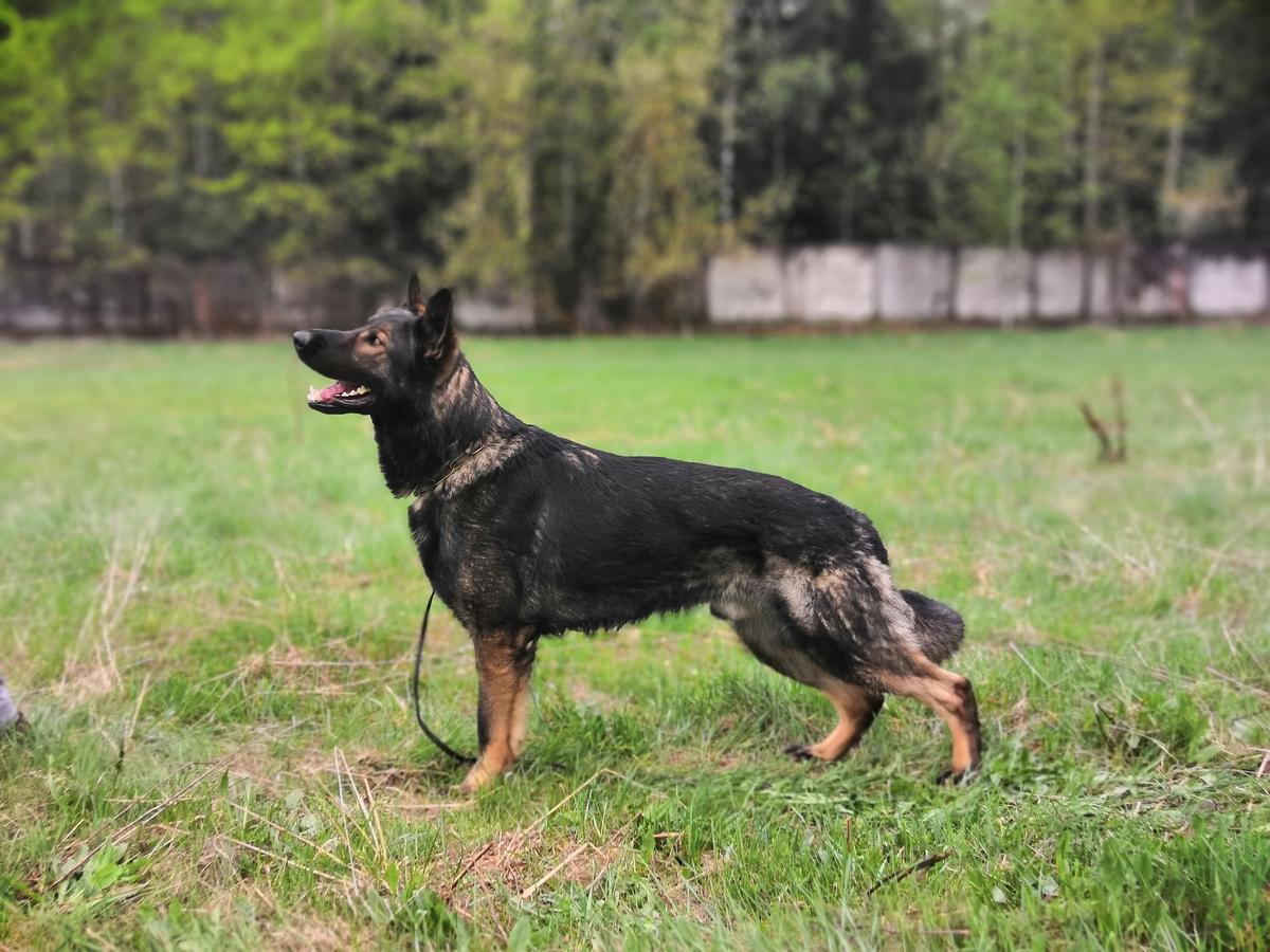 V RCAC Poker fom Grunen Stadt