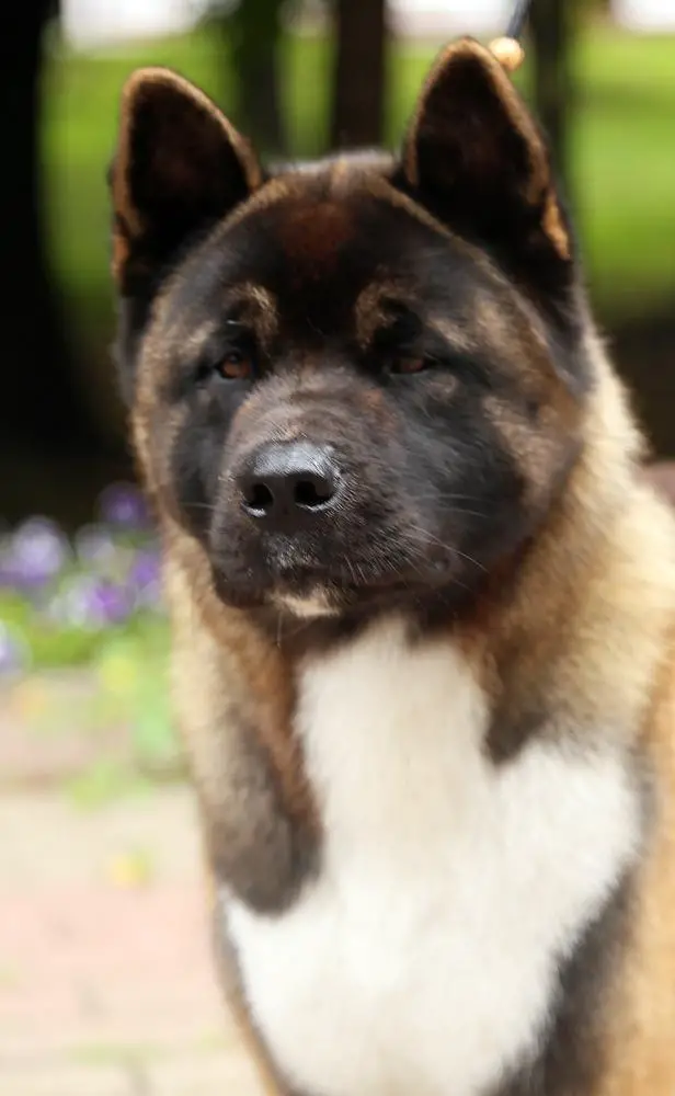 RUS CH Beautiful Miracle Zena Winner