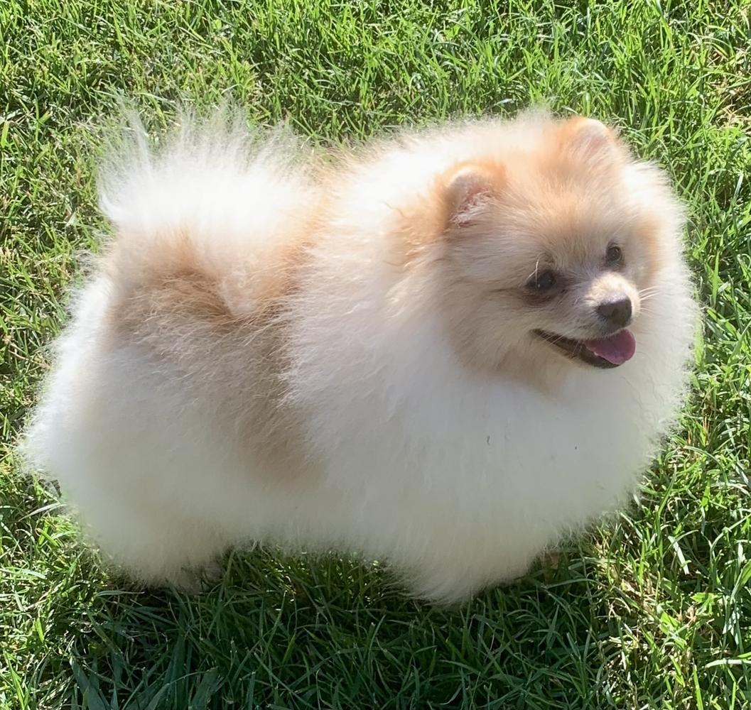 MJ's Run For The Roses O Yates