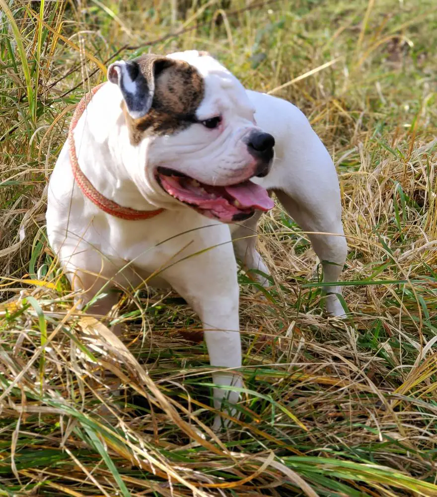 Commander's Luzy Liu