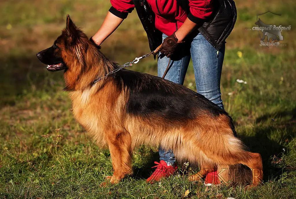 Team Zilber Wasserfall POLSHA