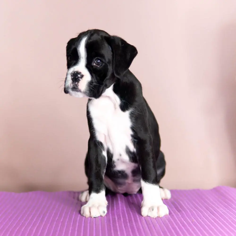 Avangardbox Happiness