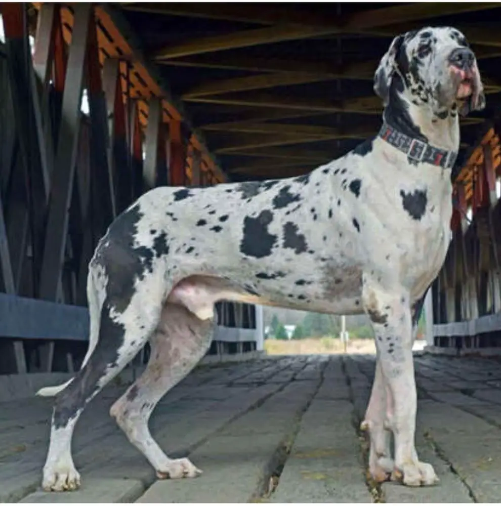 Hidden Acres Spotted Perfection