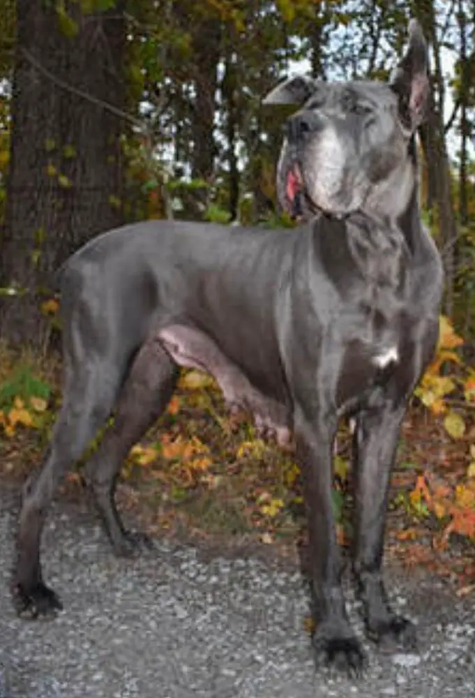 Hidden Acre's Blue Beauty Of BRD