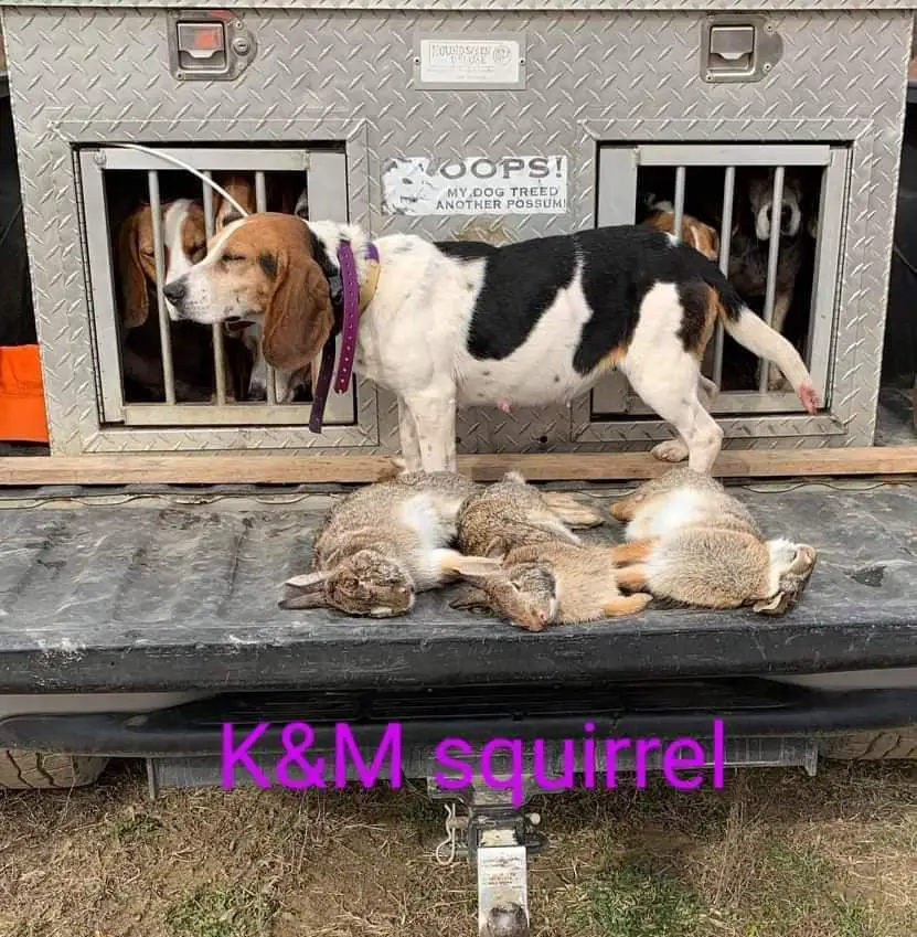 K & M Squirrel