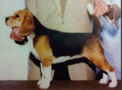 CH Kingslo Ramblin' Rose