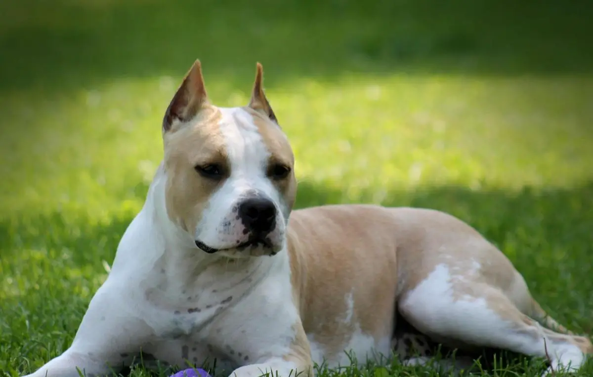 PHAR LEP HARDINNA MONTESPAN DE ATHENAIS