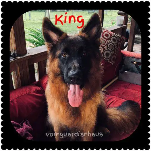 Vom Guardian Haus King