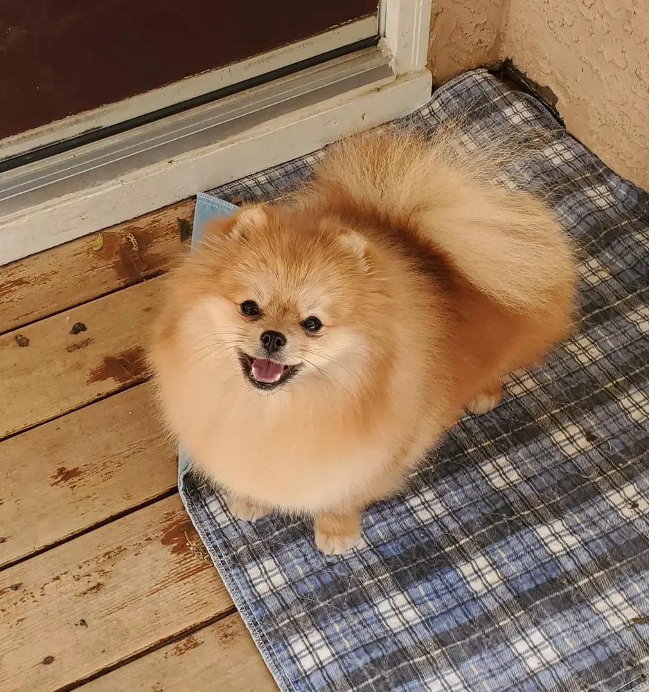 Ch. Firesprite You're So Vain