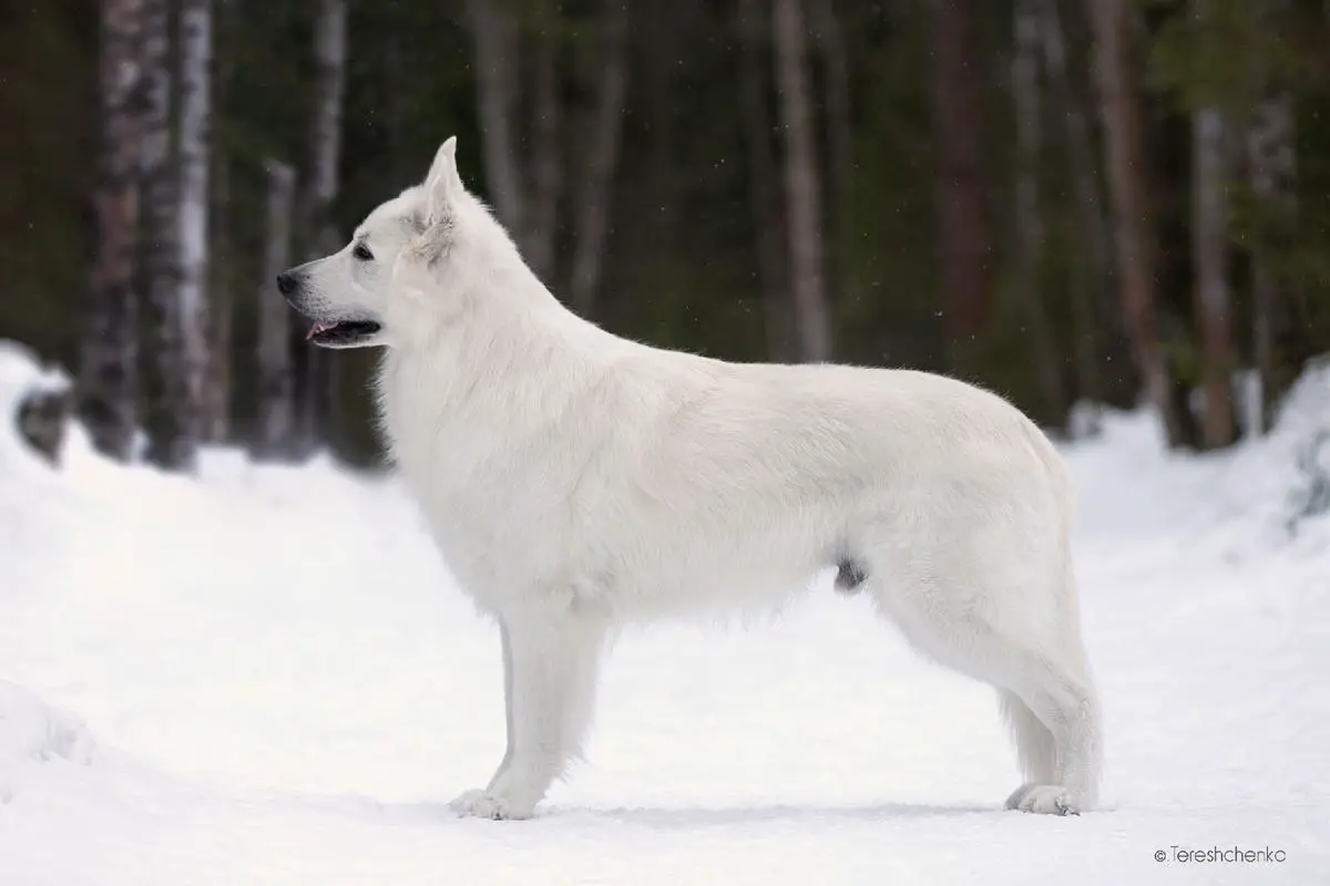 Papelpark Golden White