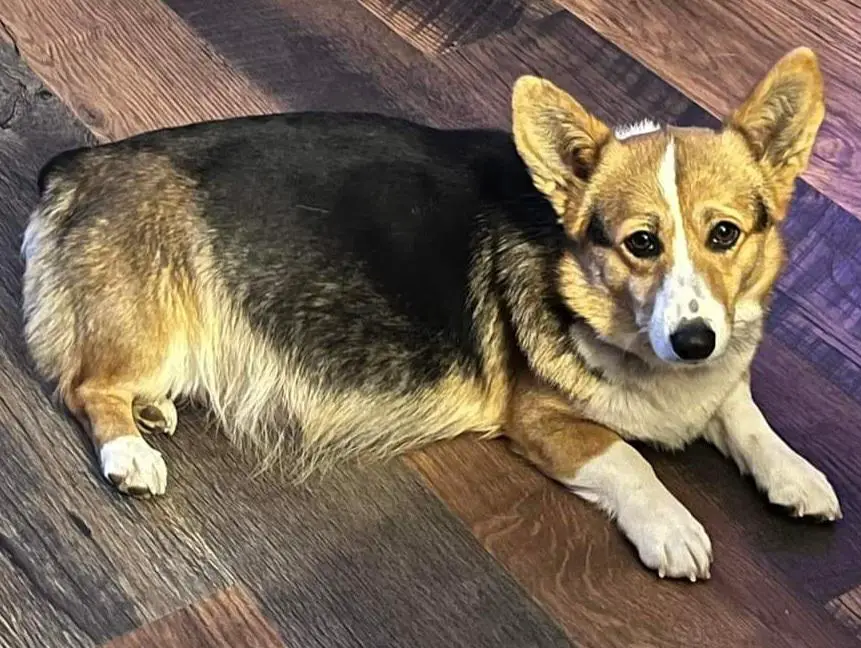 K&Ns Jumping Java Bean