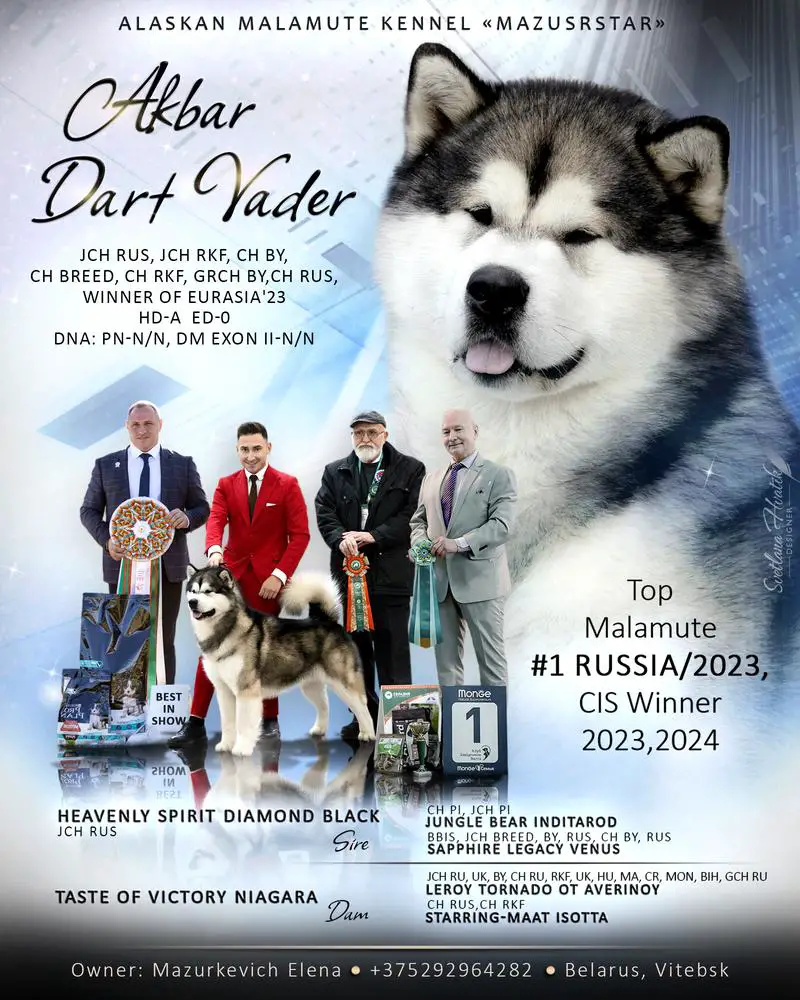 JChRus,RKF,GrChBY,RUS,Winner Eurasia'23,24Top#1'23,24 Akbar Dart Vader