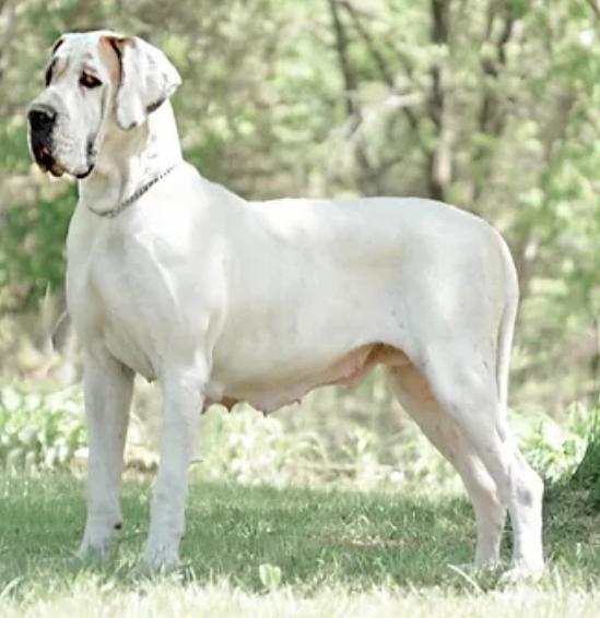 Country Danes A Night In Paris