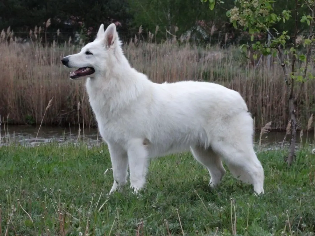 ELEMENTAL THOR Dancing with Wolves