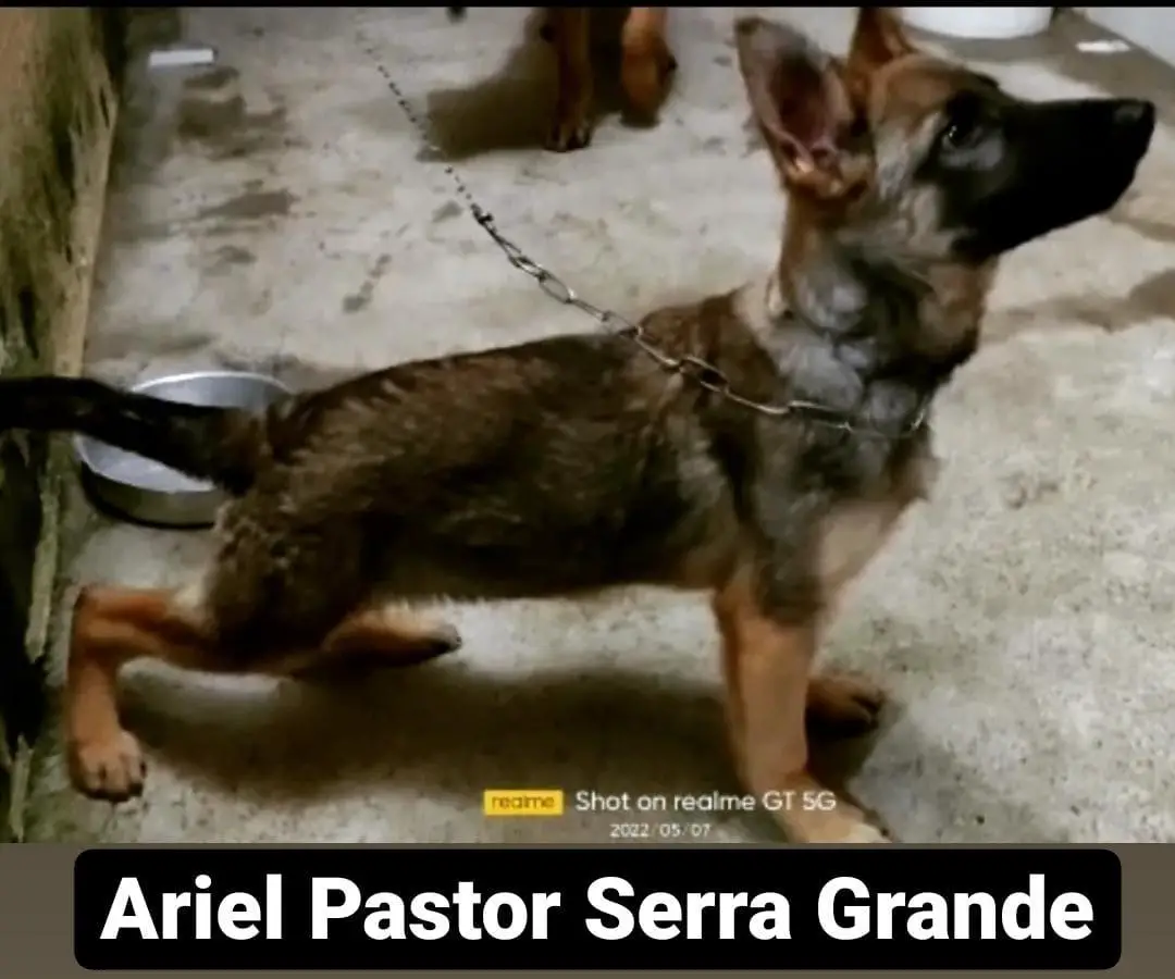 Ariel Pastor Serra Grande